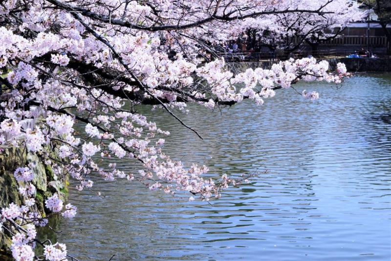 06屋形船 花見